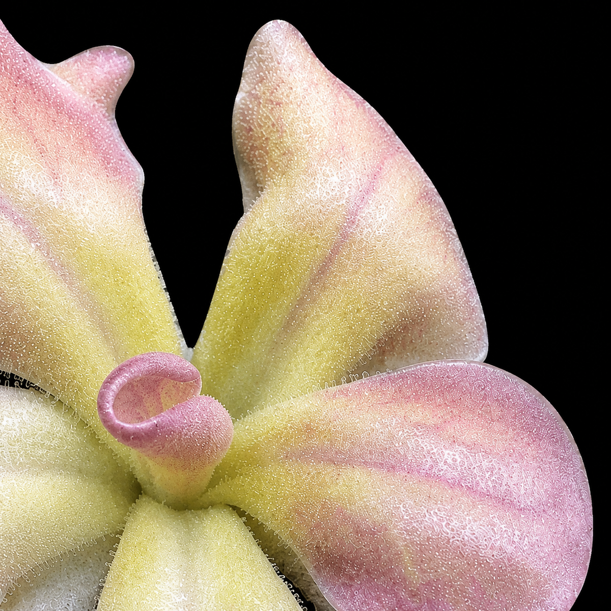 Pinguicula 'Fraser Beaut' (Butterwort)
