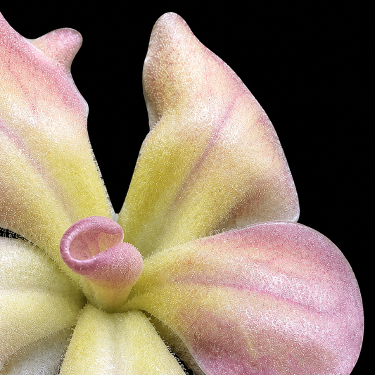 A close-up of a yellow and pink flower against a solid black background.