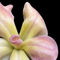 Pinguicula 'Fraser Beaut' (Butterwort)
