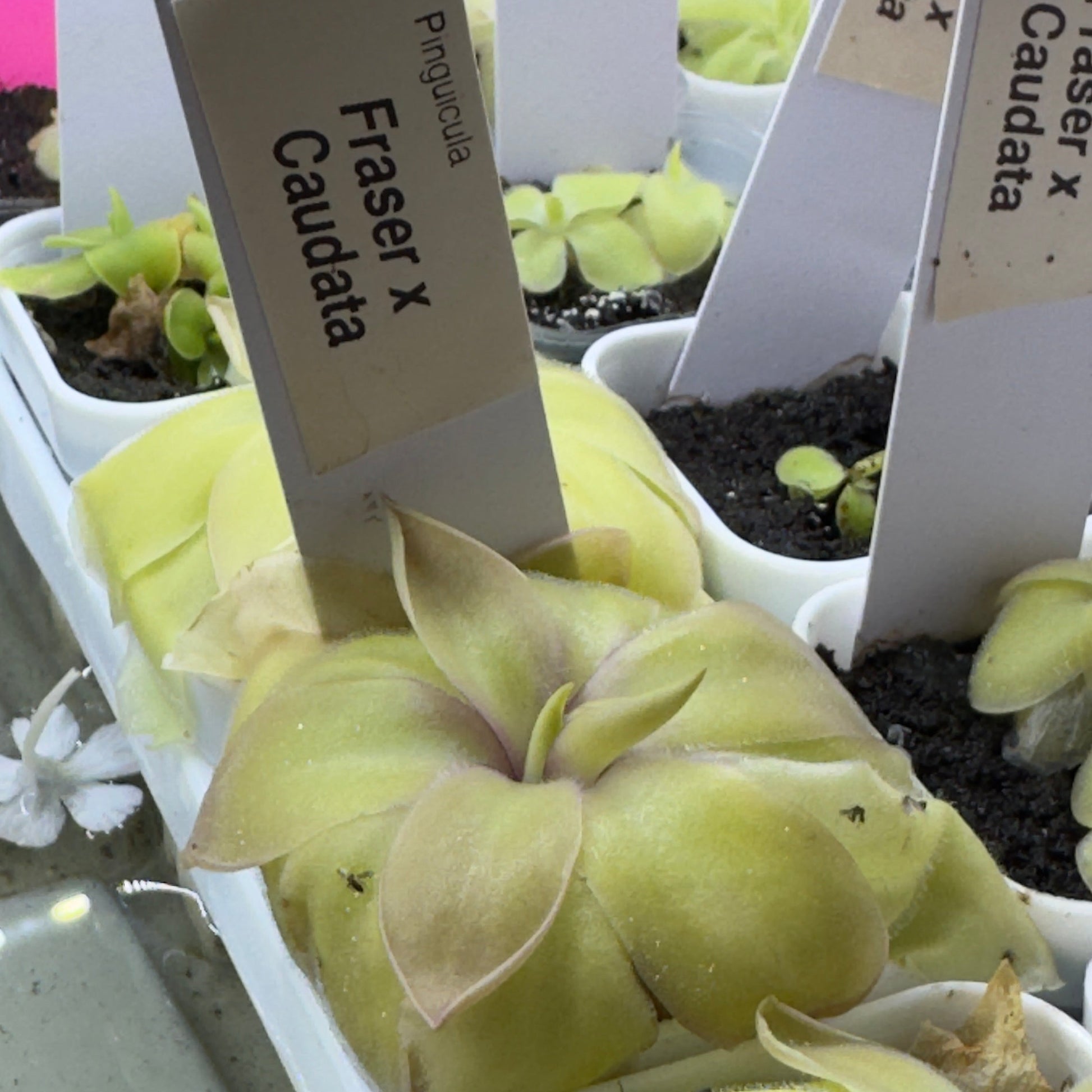 A close-up of pale yellow-green succulent plants in small white pots, with paper labels visible in the background and beside the main plant.