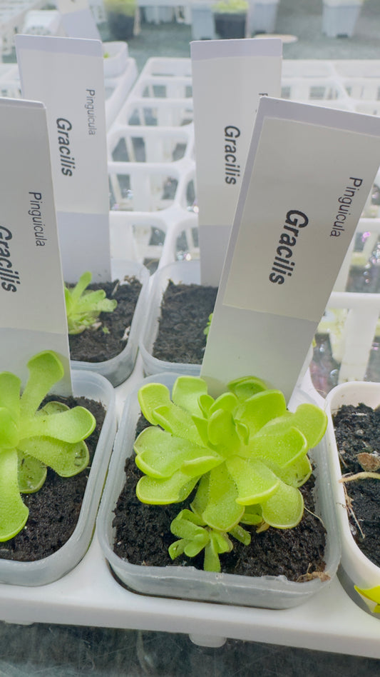 Pinguicula gracilis