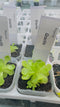 Pinguicula gracilis