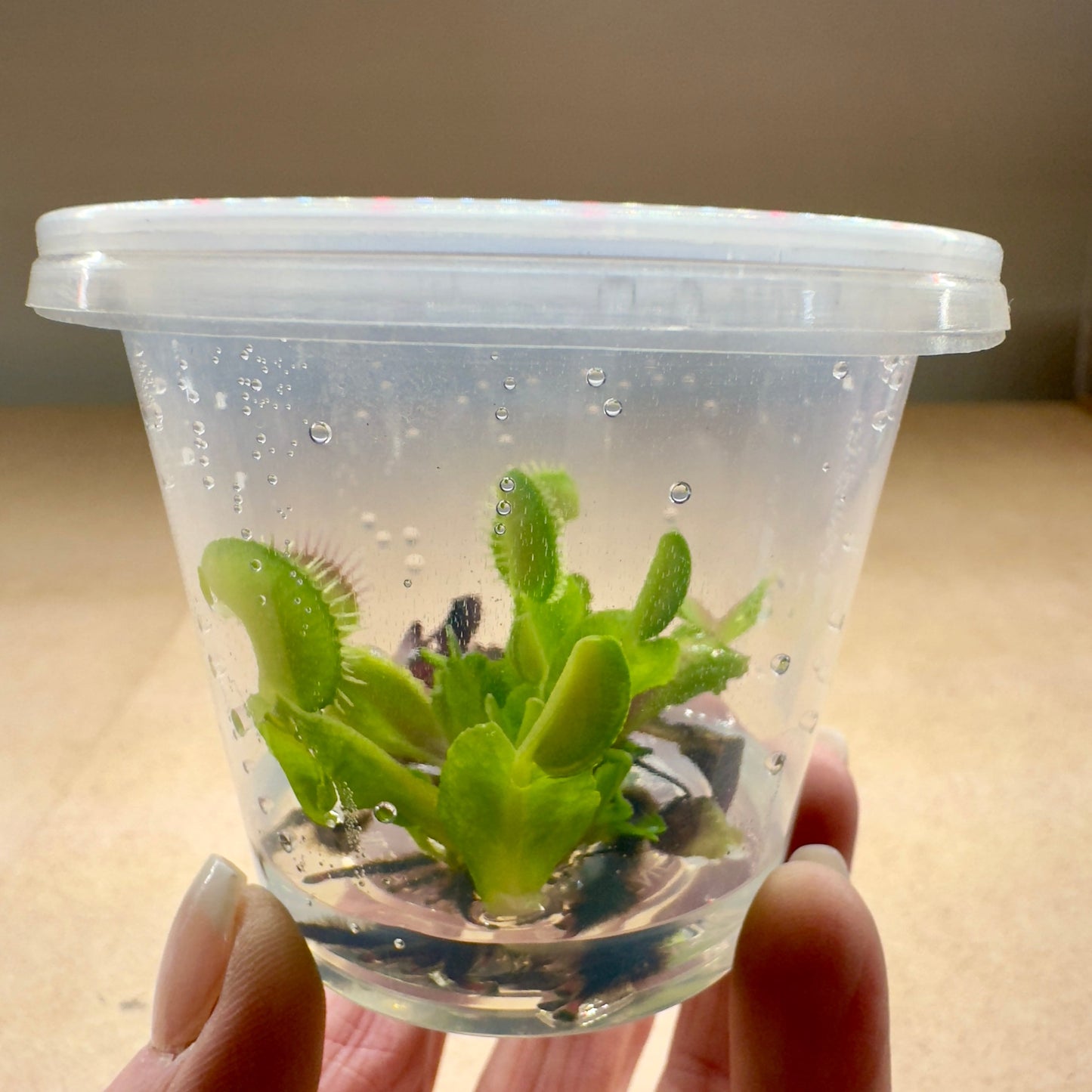Dionaea muscipula 'Diablo' (Venus Flytrap)