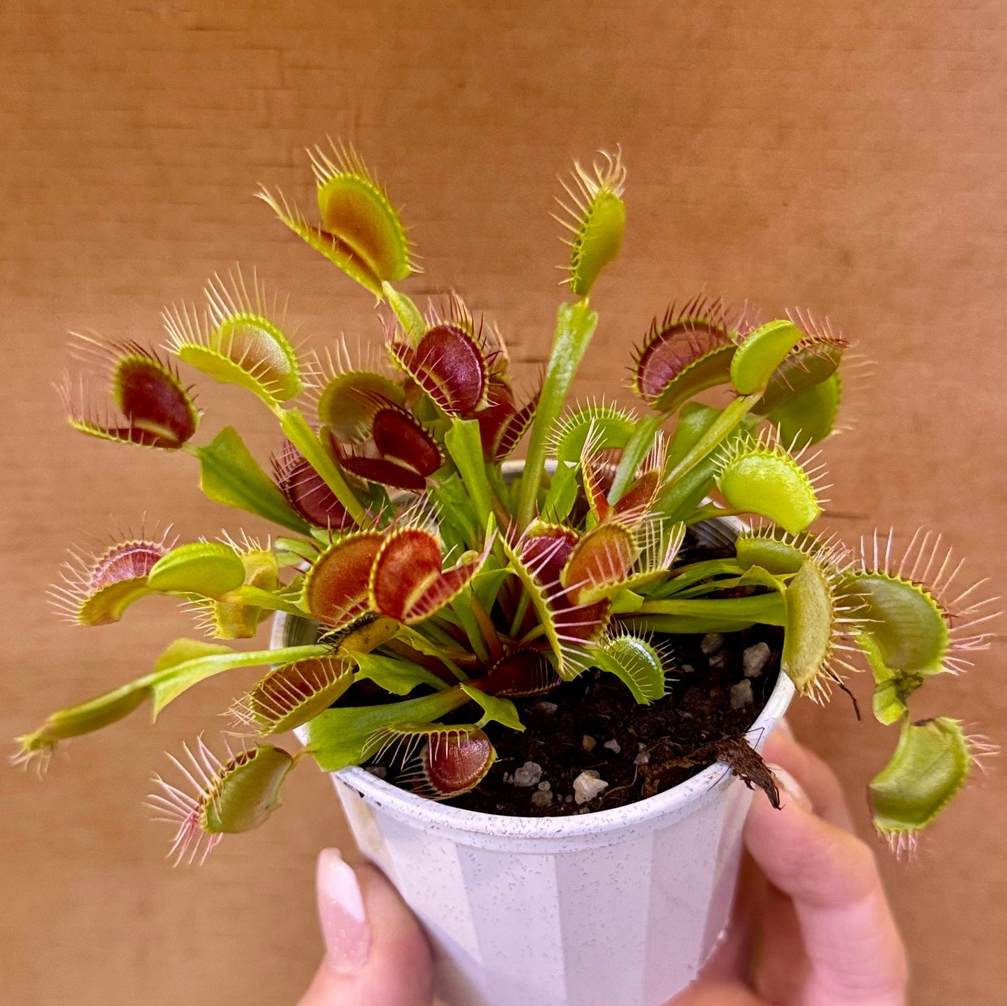 Dionaea muscipula 'Typical' (Venus Flytrap) – 7cm Pot