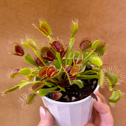 Dionaea muscipula 'Typical' (Venus Flytrap) – 7cm Pot