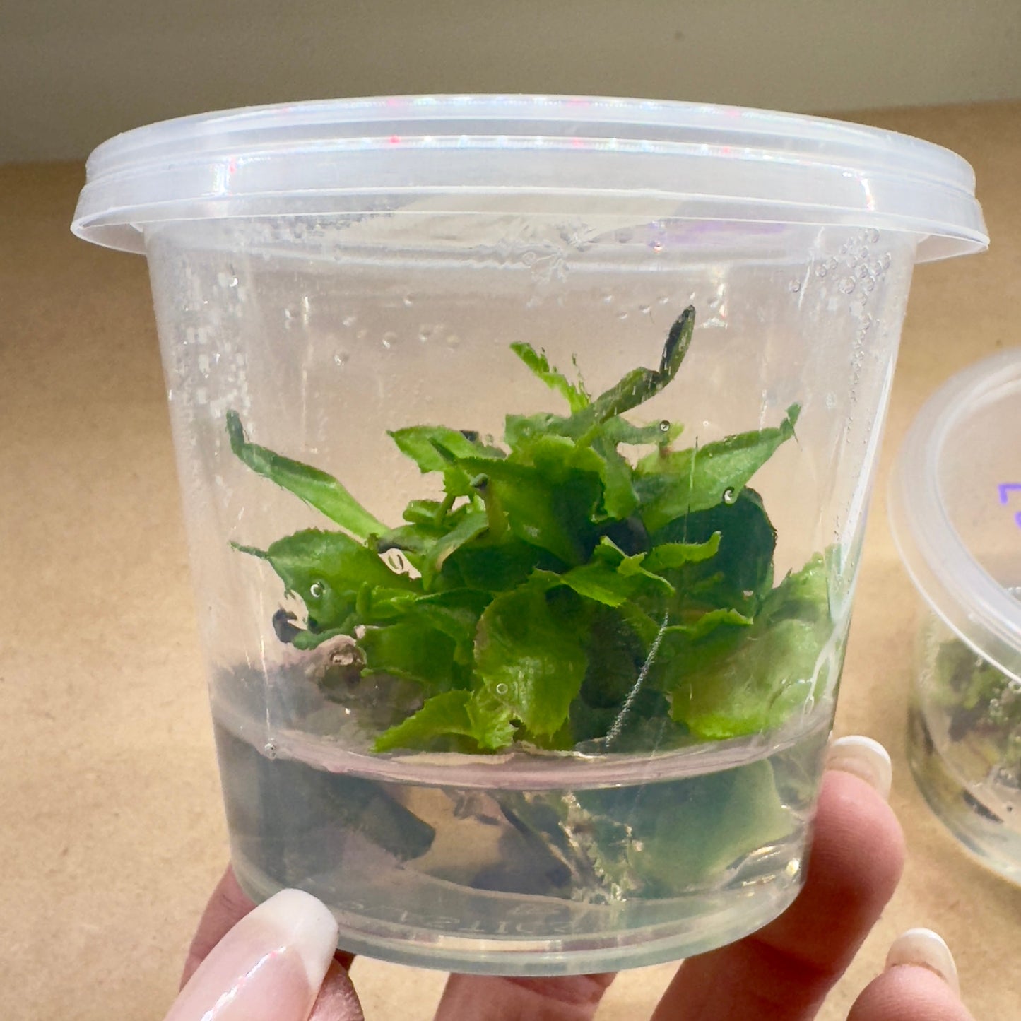 Dionaea muscipula 'Double Trouble' (Venus Flytrap)