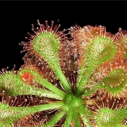 Drosera spatulata (Spoon Leaved Sundew)