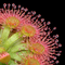 Drosera mannii (Pygmy Sundew)