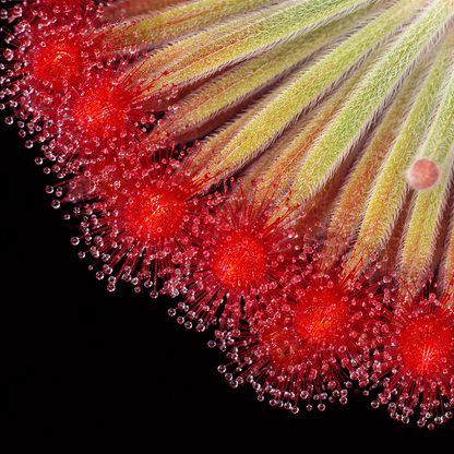 Drosera ordensis (Petiolaris Complex Sundew)