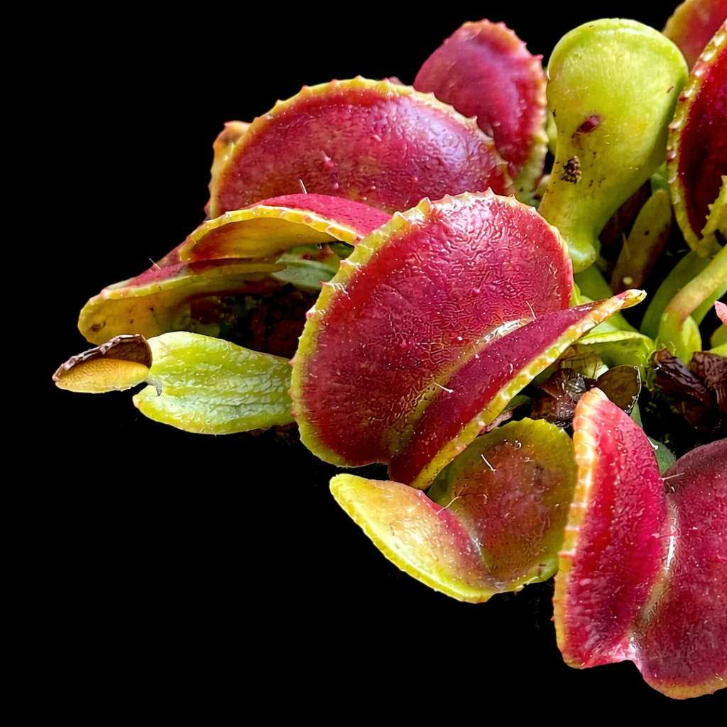 all plants