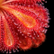 Drosera Auyan Tepui (Spoon Leafed Sundew)