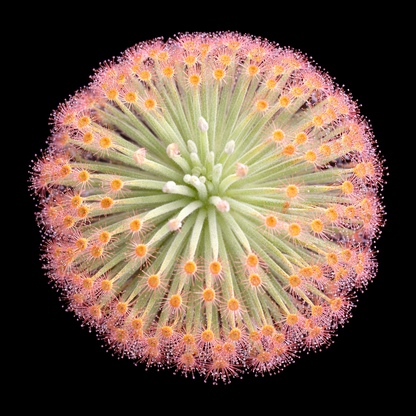 Drosera derbyensis (Petiolaris Complex Sundew)