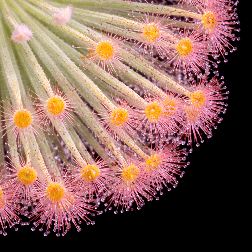 Drosera derbyensis (Petiolaris Complex Sundew)