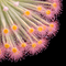 Drosera derbyensis (Petiolaris Complex Sundew)
