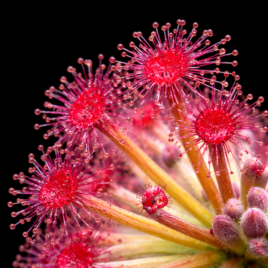 Drosera Lanata