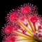 Drosera lanata (Petiolaris Complex Sundew)