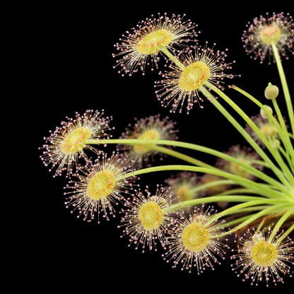 Drosera broomensis (Petiolaris Complex Sundew)