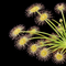 Drosera broomensis (Petiolaris Complex Sundew)