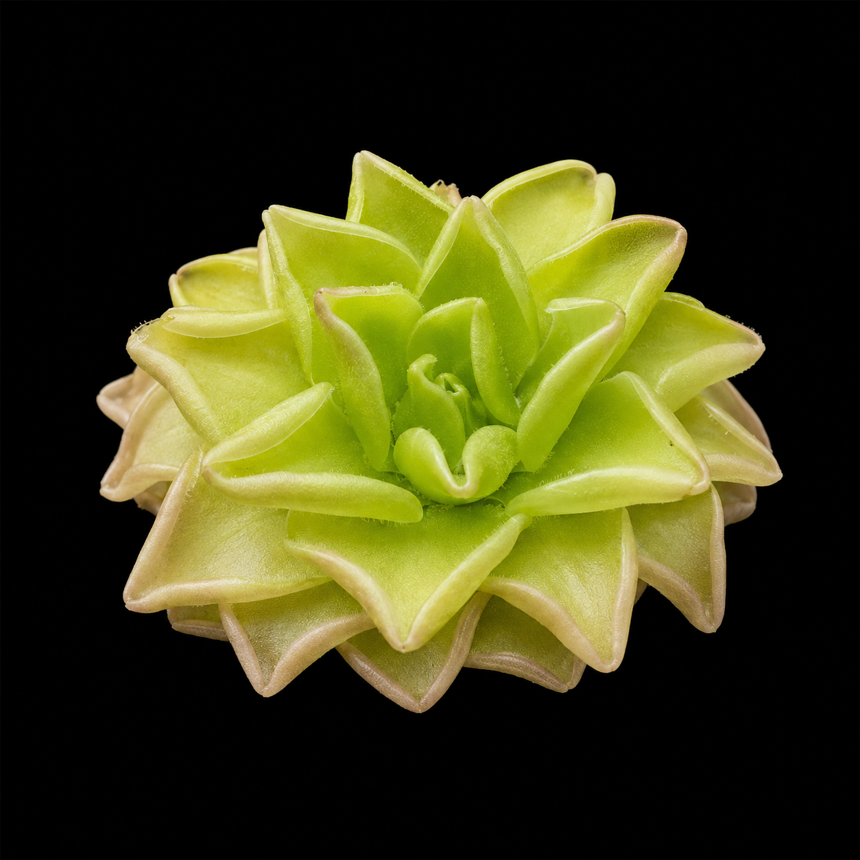 Pinguicula gracilis (Butterwort)