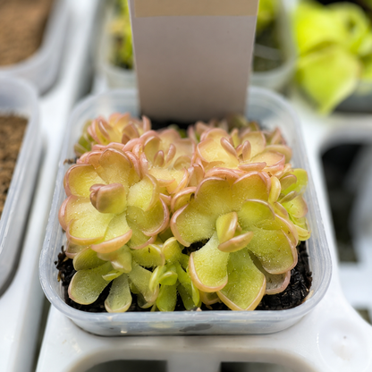 Pinguicula gracilis (Butterwort)
