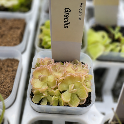 Pinguicula gracilis (Butterwort)