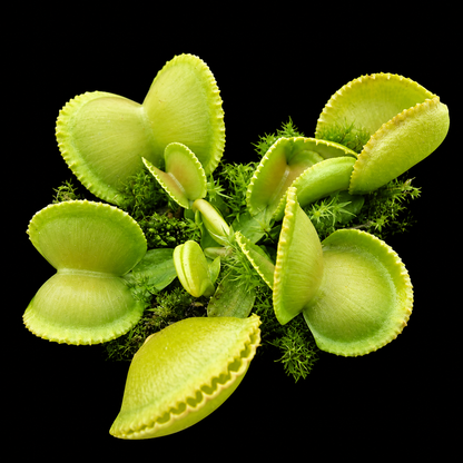 Dionaea muscipula 'Green Wizard' (Venus Flytrap)