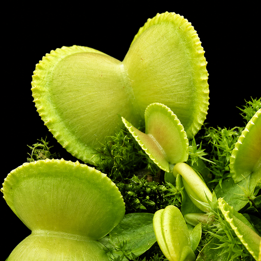 Dionaea muscipula 'Green Wizard' (Venus Flytrap)