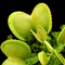 Dionaea muscipula 'Green Wizard' (Venus Flytrap)