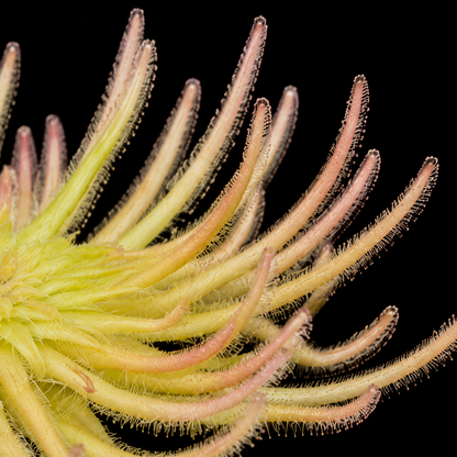 Pinguicula gypsicola (Gypsum Butterwort)