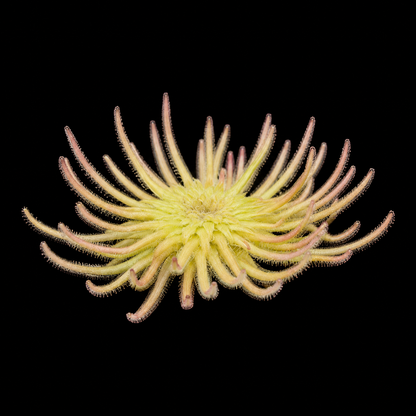 Pinguicula gypsicola (Gypsum Butterwort)