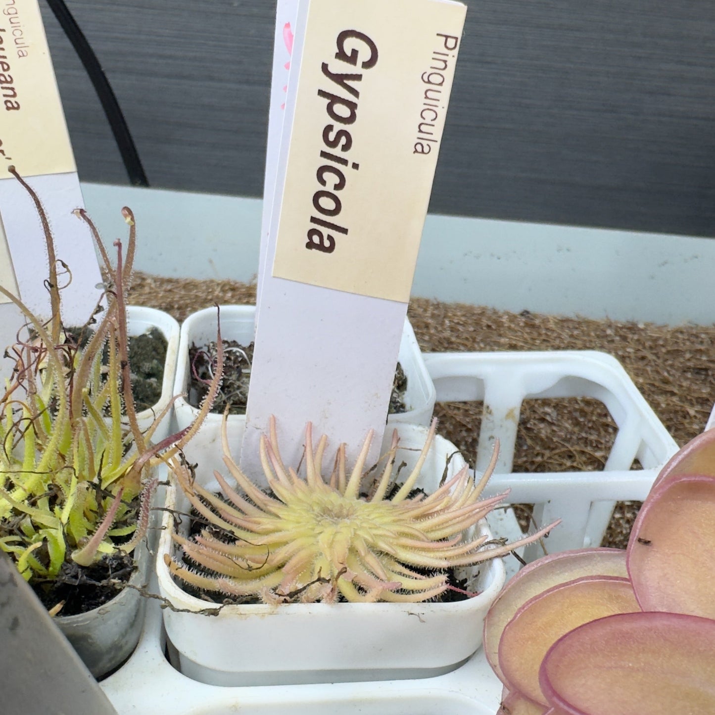 Small potted plant with a label in a greenhouse setting