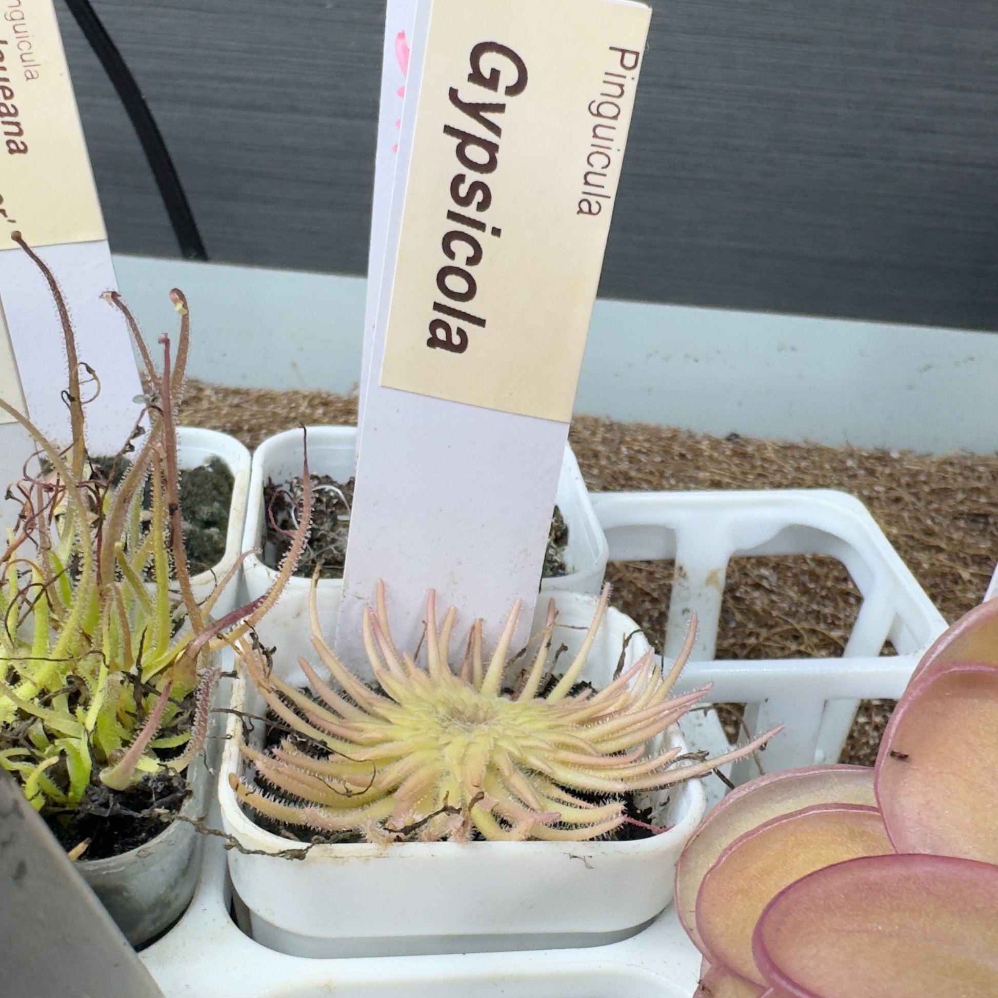 Small potted plant with a label in a greenhouse setting