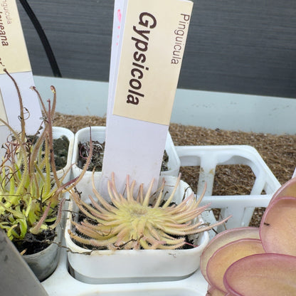 Small potted plant with a label in a greenhouse setting