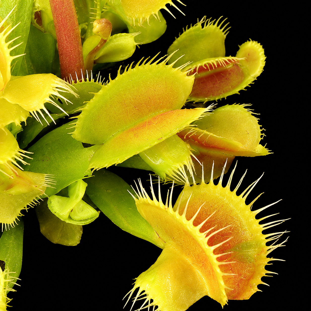 Dionaea muscipula 'Hanicka's Butterfly' (Venus Flytrap)