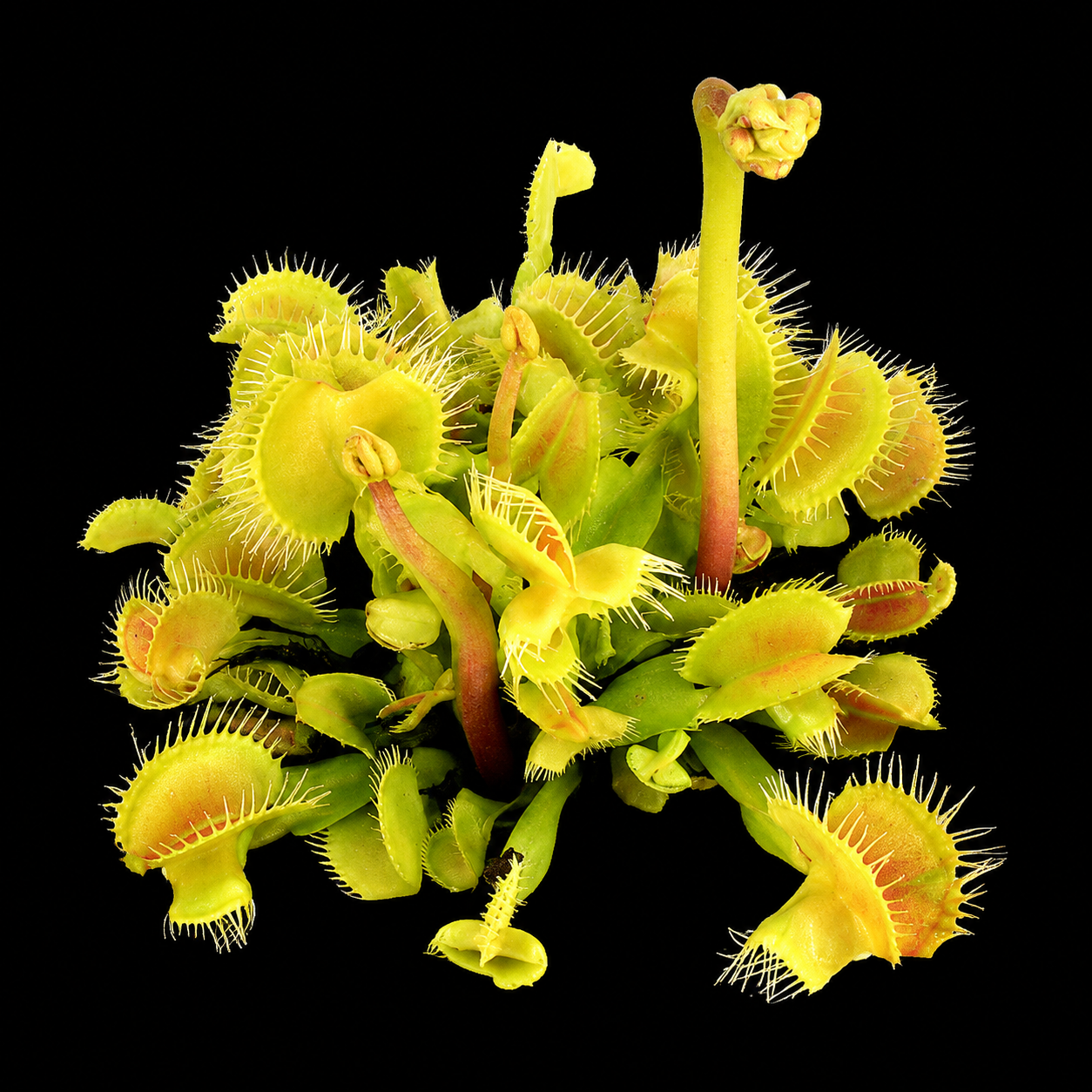 Dionaea muscipula 'Hanicka's Butterfly' (Venus Flytrap)