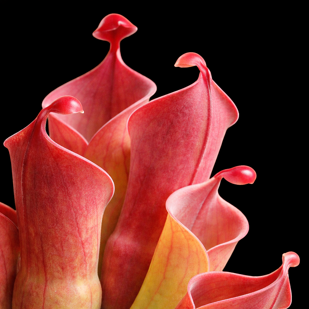Heliamphora minor (Sun Pitcher)