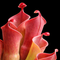 Heliamphora minor (Sun Pitcher)
