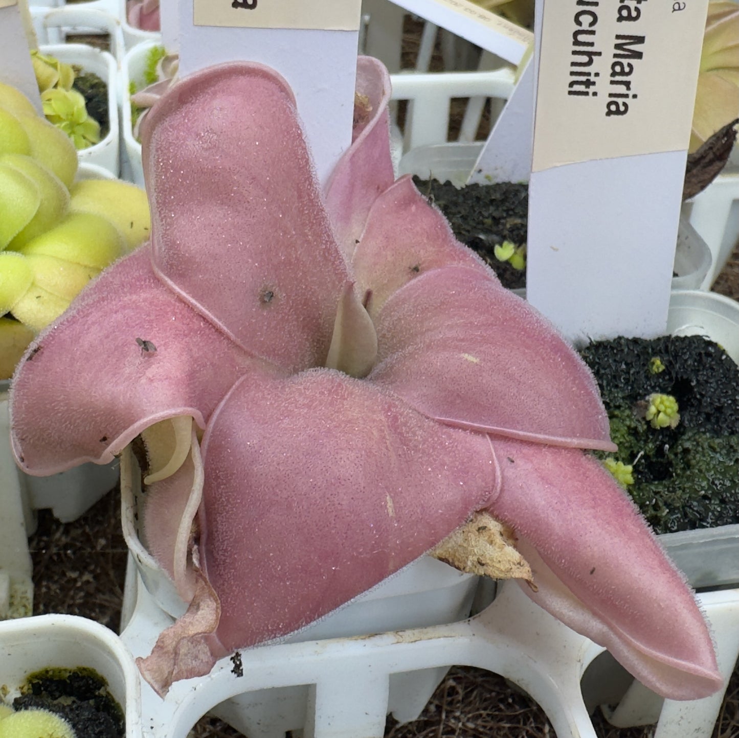 Pinguicula hemiepiphytica (Butterwort)