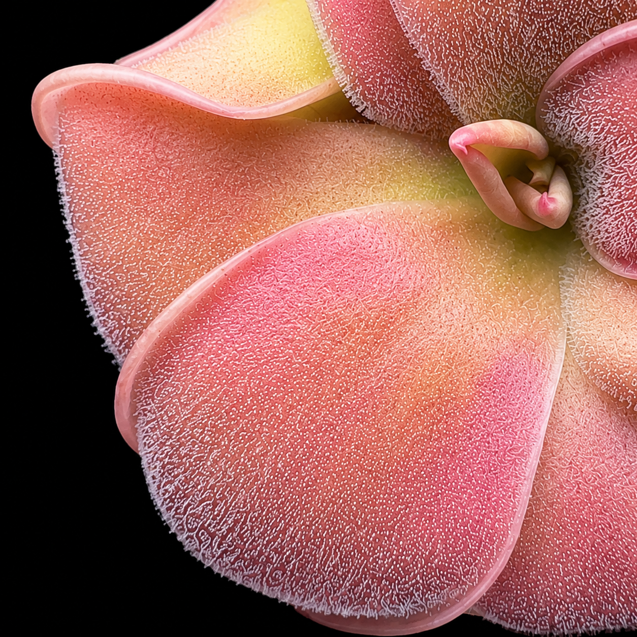 Pinguicula hemiepiphytica (Butterwort)