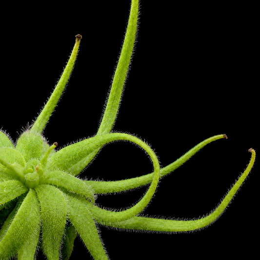 Pinguicula heterophylla (Butterwort)