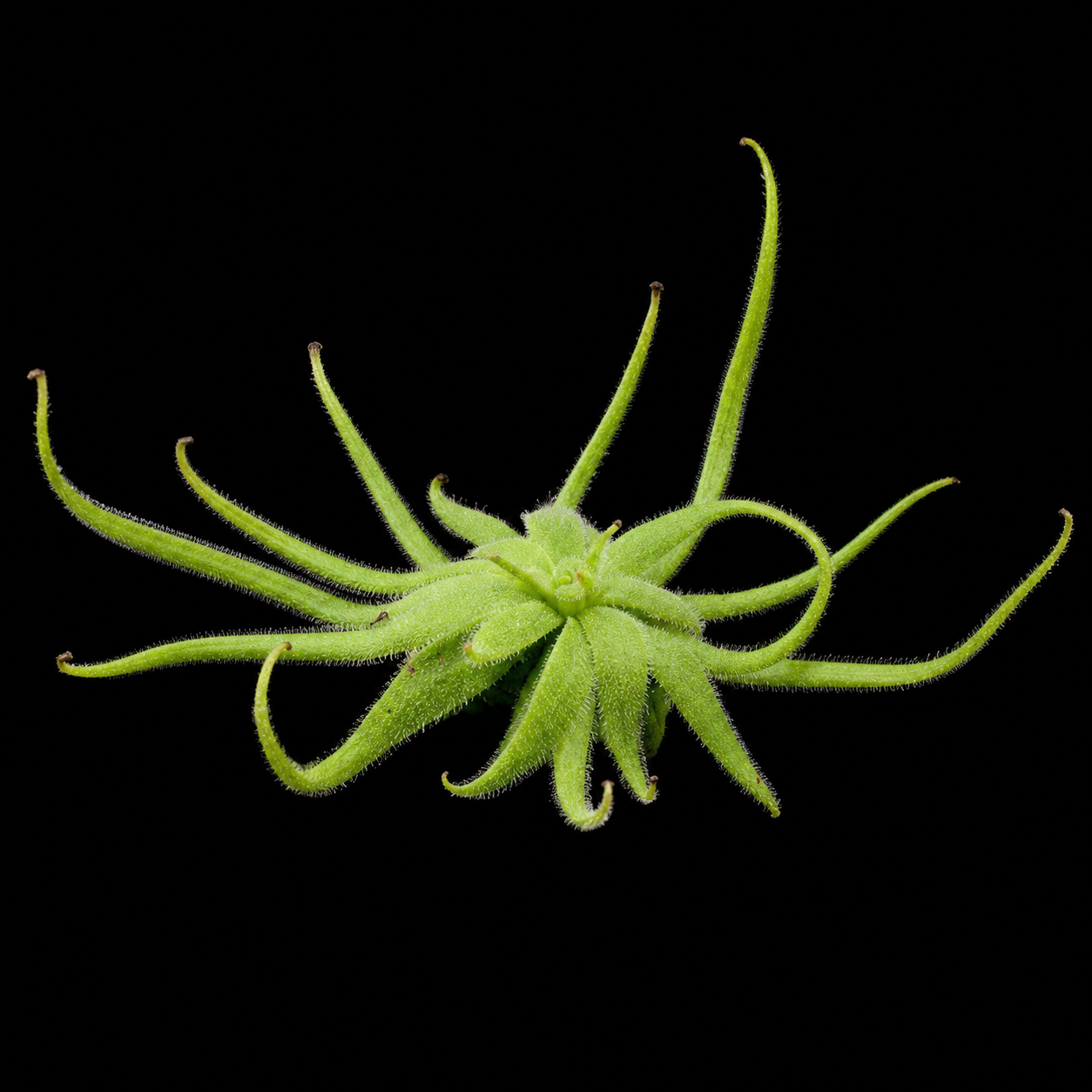 Pinguicula heterophylla (Butterwort)