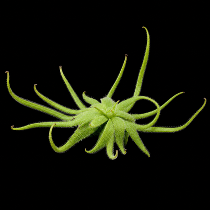 Pinguicula heterophylla (Butterwort)