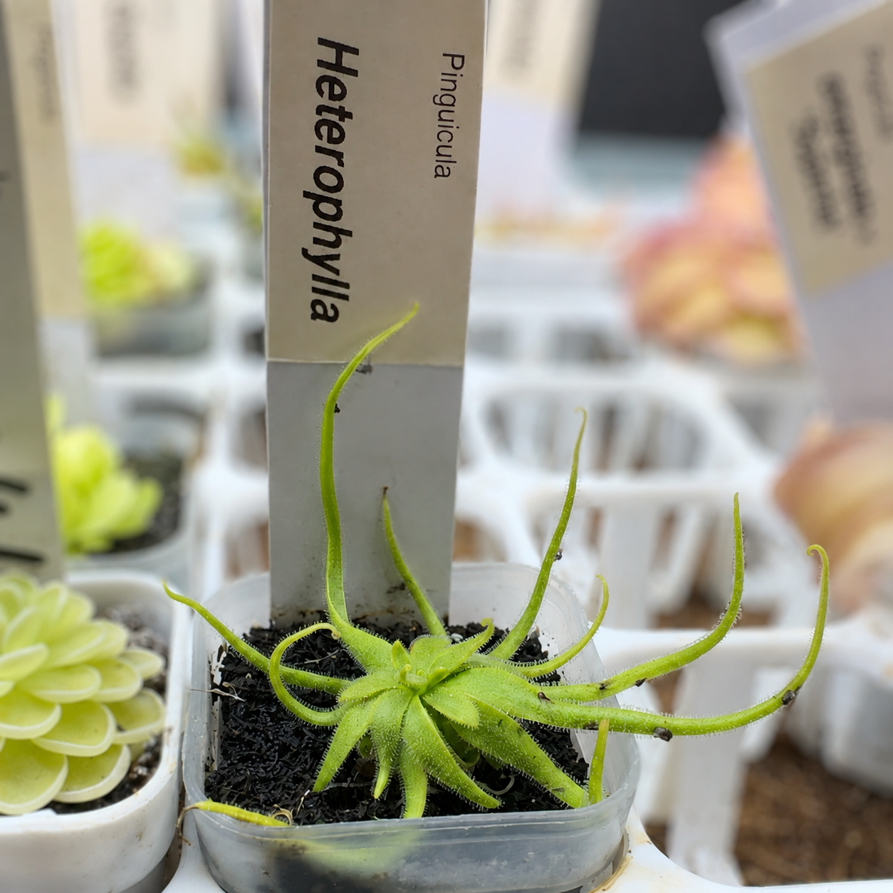 Pinguicula heterophylla (Butterwort)