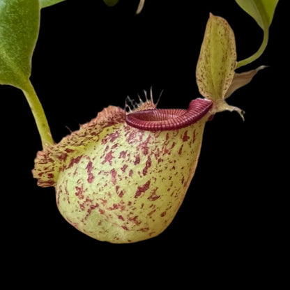 Nepenthes Hookeriana (ampullaria x rafflesiana)