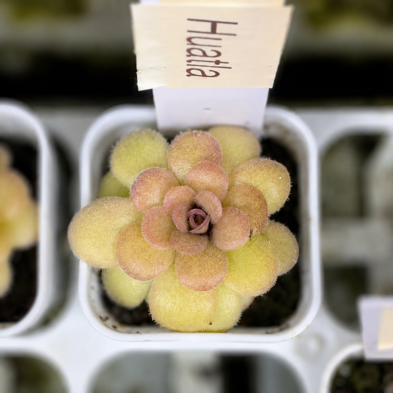 Pinguicula sp. 'Huautla' (Butterwort)