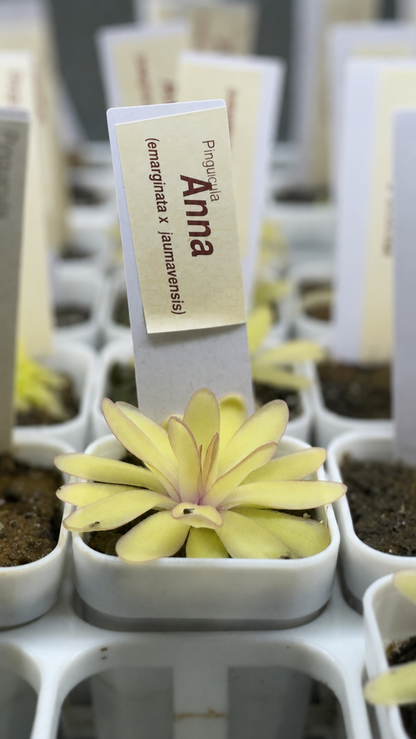 Pinguicula 'Anna' (Butterwort)
