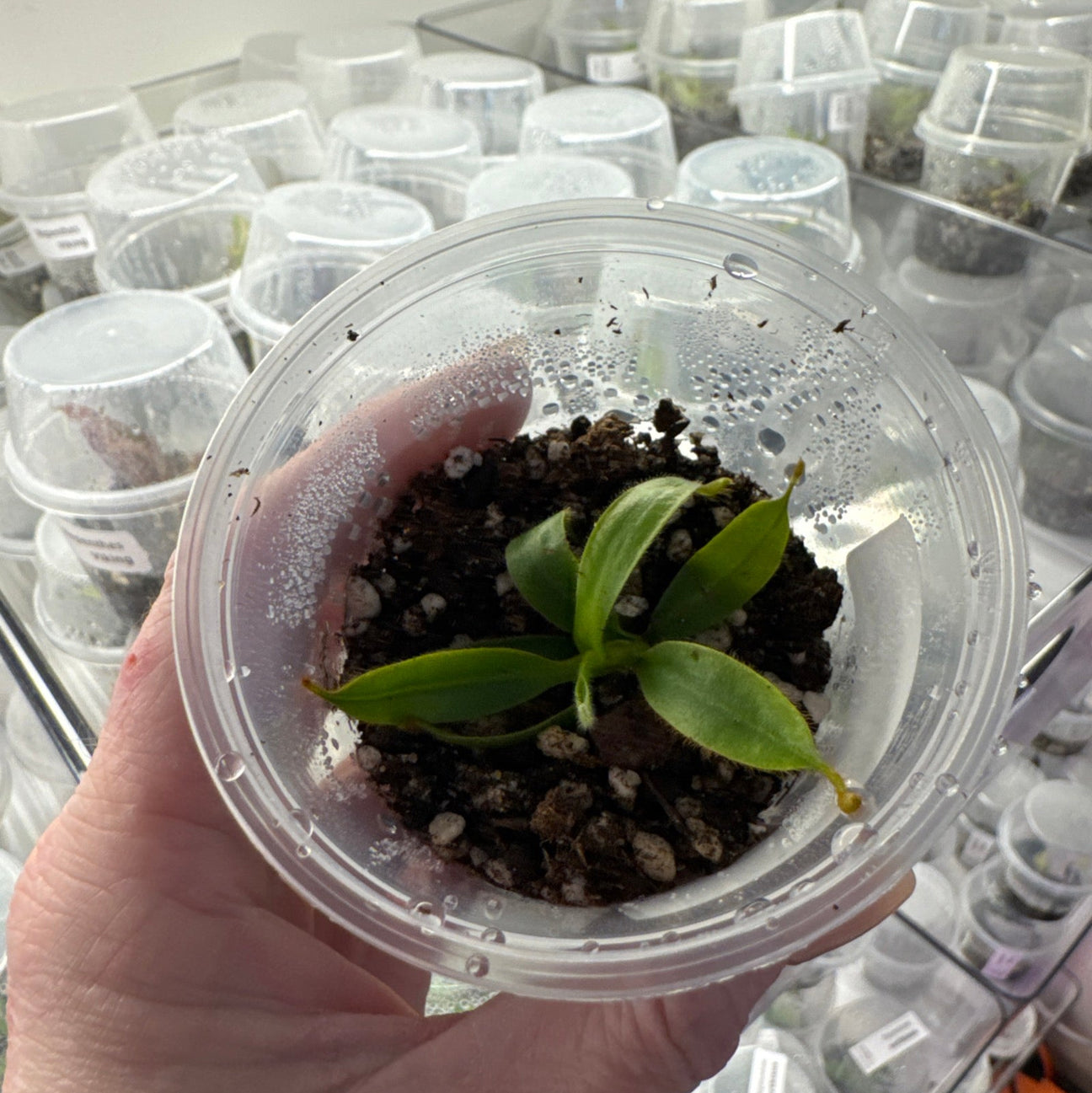 Nepenthes Veitchii