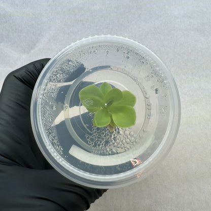 Pinguicula moranensis
