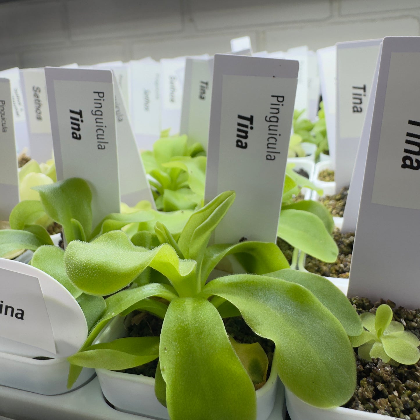 Pinguicula Tina (agnata x zecheri)