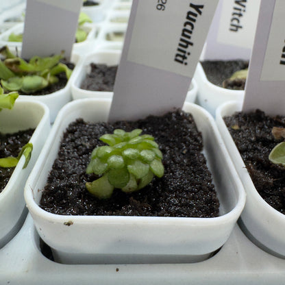 Pinguicula Santa Maria Yucuhiti